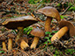 Suillus plorans