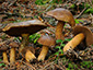 Suillus plorans