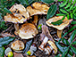 Cortinarius haasii var. quercus-ilicicola