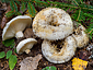 Lactarius aquizonatus