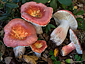 Russula amarissima