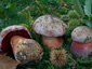 Boletus rhodoxanthus