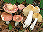 Russula veternosa