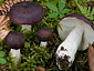 Russula brunneoviolacea