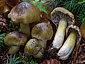 Tricholoma luridum