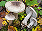 Tricholoma basirubens