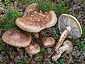 Tricholoma matsutake