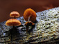 Phaeomarasmius erinaceus