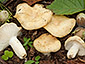 Russula farinipes