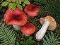 Russula risigallina