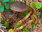 Cortinarius huronensis