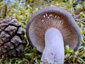 Lactarius mammosus