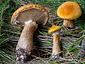 Suillus cavipes