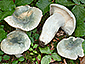 Russula virescens