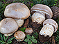 Cortinarius herculeus