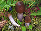 Cortinarius integerrimus