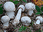 Amanita torrendii