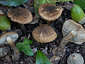 Inocybe tenebrosa