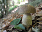 Boletus reticulatus