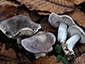 Tricholoma josserandii