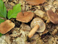 Lactarius subdulcis