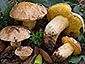 Hemileccinum impolitum