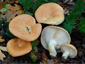 Lactarius zonarius