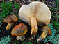 Tricholoma aurantium