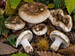 Russula densifolia