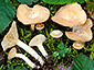 Lactarius alpinus