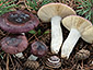 Russula caerulea