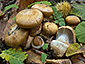 Cortinarius scaurocaninus