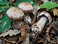 Cortinarius strenuipes