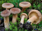 Lactarius helvus