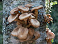 Armillaria borealis