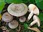 Lactarius circellatus