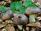 Russula cyanoxantha