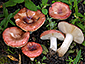 Russula tyrrhenica