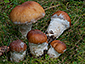 Cortinarius claricolor