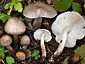 Tricholoma scalpturatum