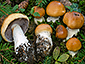 Cortinarius varius