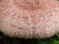 Lactarius spinosulus