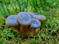 Lactarius fennoscandicus