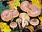 Lactarius quietus