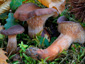 Lactarius subumbonatus