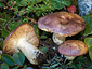 Russula pascua