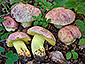 Boletus regius