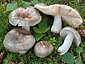 Russula atroglauca