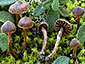 Cortinarius scobinaceus