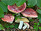 Russula rubra